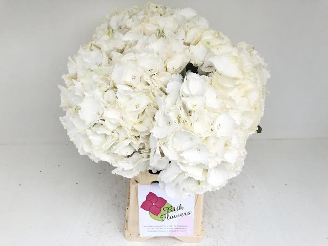 <h4>HYDR M CH WHI VERENA</h4>