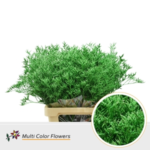 Limonium Groen Donker