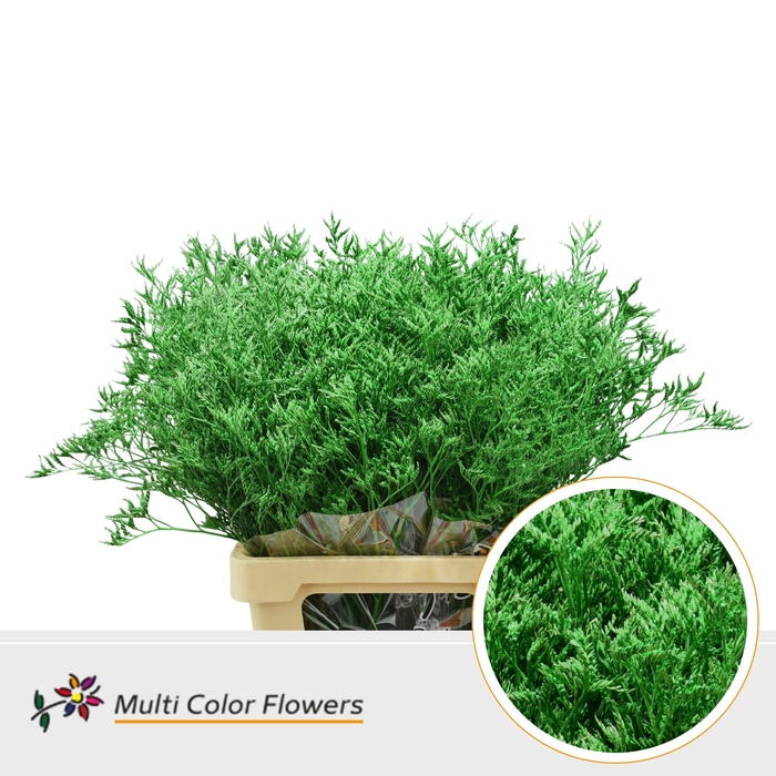 <h4>Limonium Groen Donker</h4>