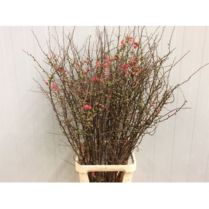 Chaenomeles Superba