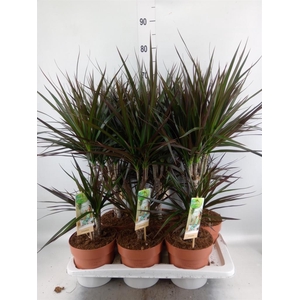 Dracaena marg. 'Magenta'