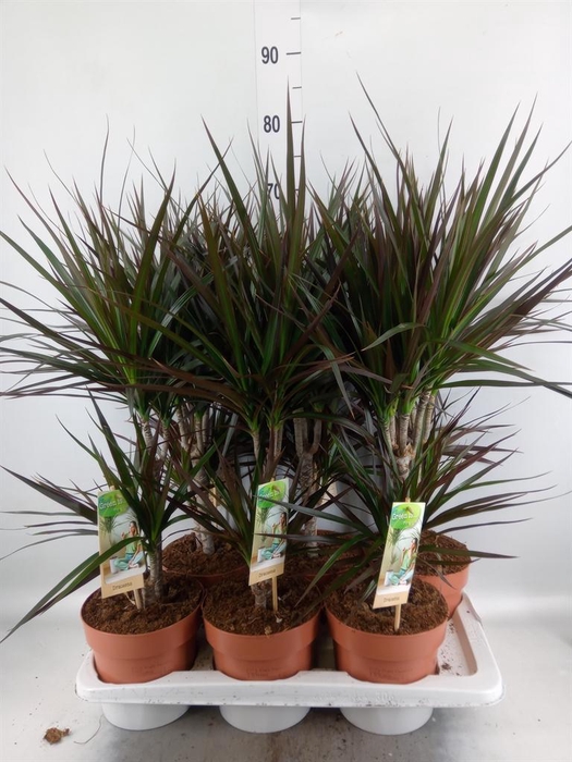 <h4>Dracaena marg. 'Magenta'</h4>