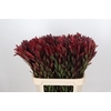 Leucadendron Saf Sunset Dark R.