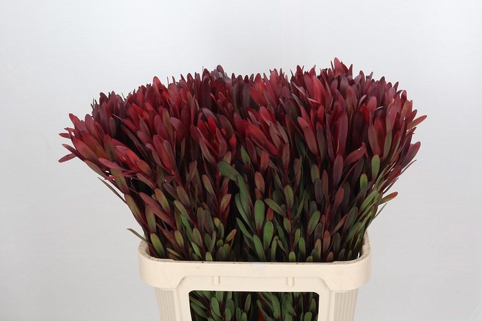<h4>Leucadendron Saf Sunset Dark R.</h4>