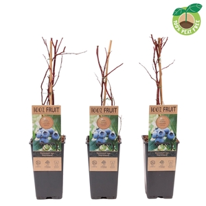 Vaccinium corymbosum