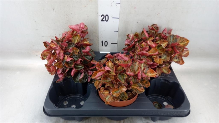 <h4>Peperomia caperata   ...</h4>