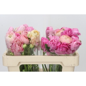 Ranunculus Elegance Pastel Salmon