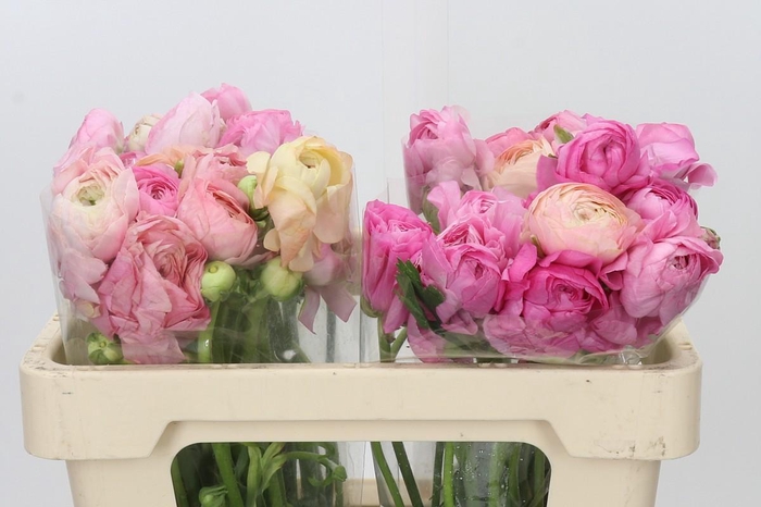 <h4>Ranunculus Elegance Pastel Salmon</h4>