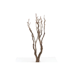 Syringa Branch Super Stravinsky