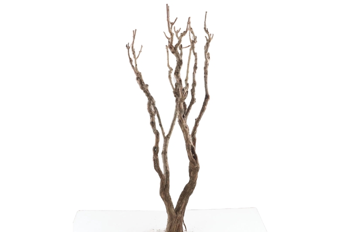 <h4>Syringa Branch Super Stravinsky</h4>