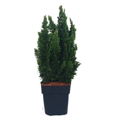 Chamaecyparis laws. 'Little Spire' P17