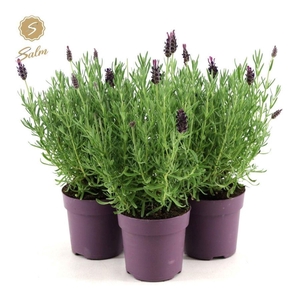 Lavandula Anouk
