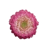 GERBERA BOLERO DONADONA < 050 CM < 10 CM DIAM