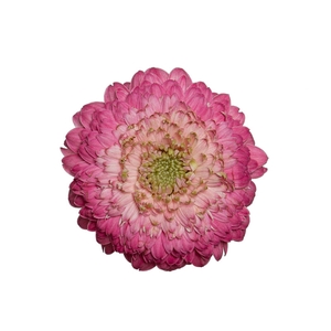 GERBERA BOLERO DONADONA < 050 CM < 10 CM DIAM