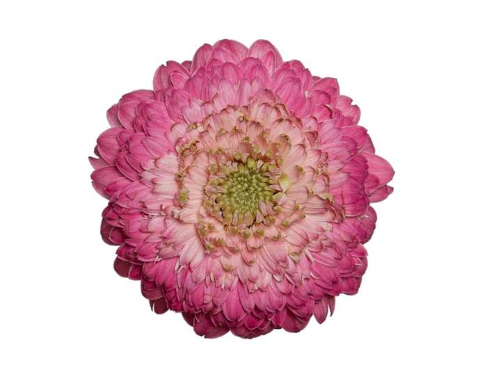 GERBERA BOLERO DONADONA < 050 CM < 10 CM DIAM