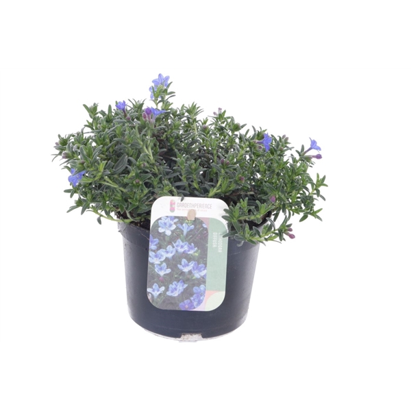 <h4>Lithodora diffusa Grace Ward</h4>