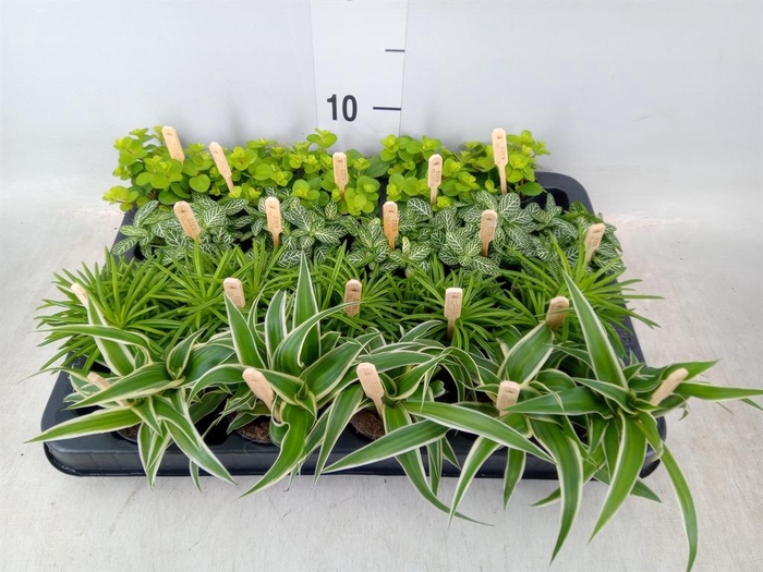 <h4>Planten ..mix</h4>