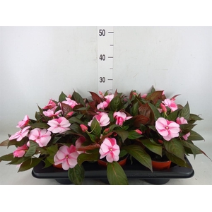 Impatiens NG 'ColPow Deep Pink'
