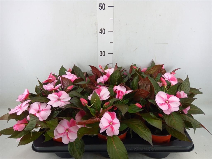 <h4>Impatiens NG 'ColPow Deep Pink'</h4>