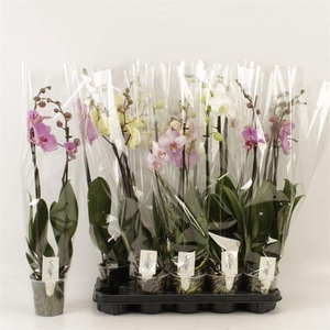 PHAL GEM 5 KL