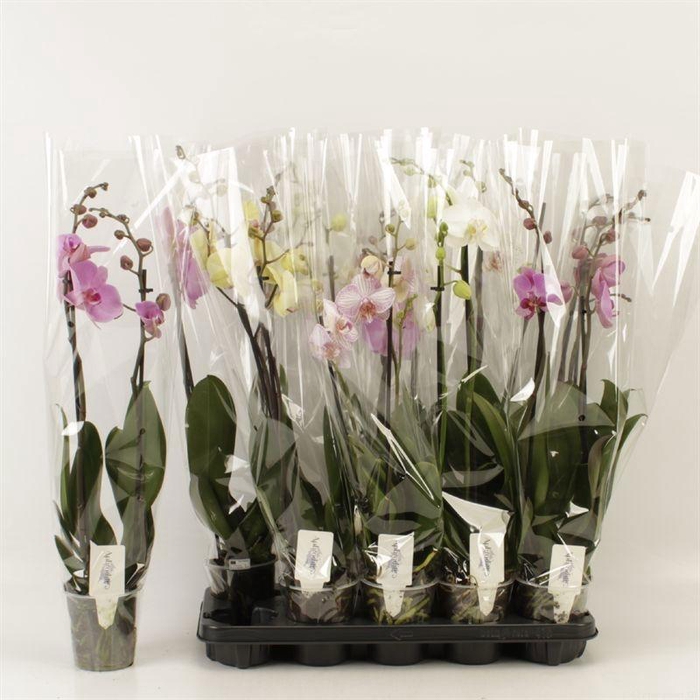 <h4>PHAL GEM 5 KL</h4>