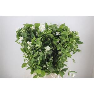 Philadelphus Virgin