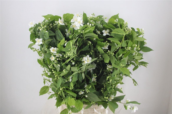 <h4>Philadelphus Virgin</h4>