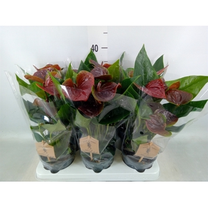 Anthurium  'Black Love'