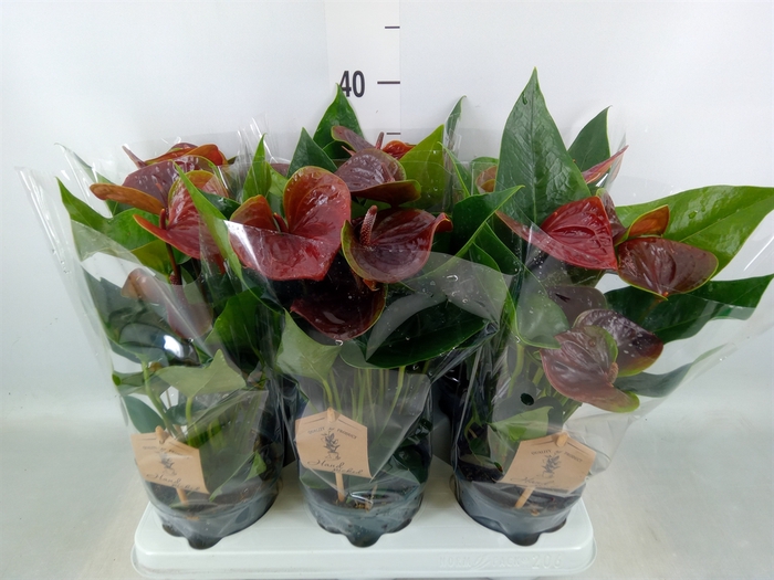 <h4>Anthurium  'Black Love'</h4>