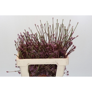 Allium Schubertii