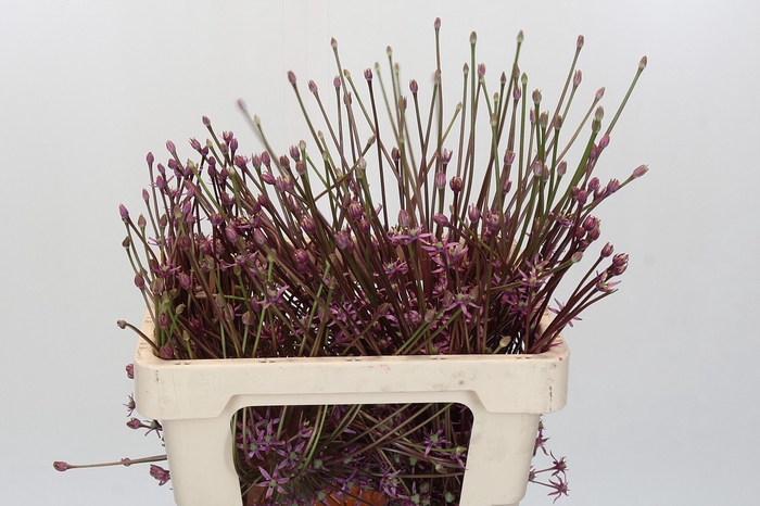 <h4>Allium Schubertii</h4>