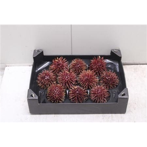 F-stekel Glitter Wijnrood