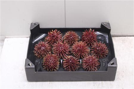 <h4>F-stekel Glitter Wijnrood</h4>