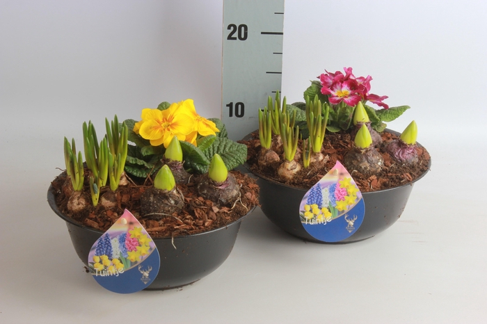 <h4>ARR BOL KNOLGEWAS</h4>