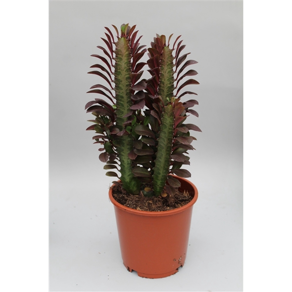 <h4>Euphorbia Trigona Rubra</h4>