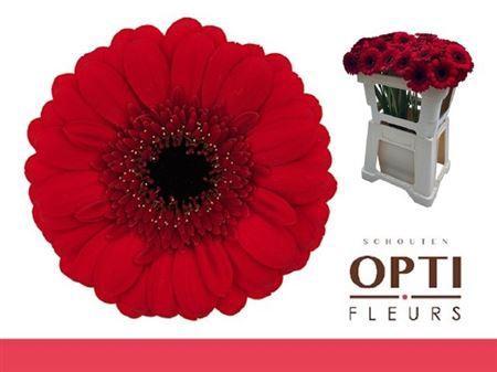 <h4>Ge Mi Red Ruby</h4>