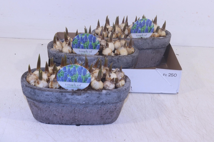 <h4>ARR MUSCARI</h4>