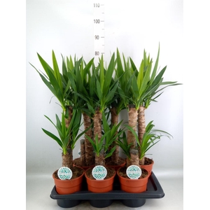 Yucca   ...