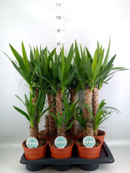 <h4>Yucca   ...</h4>