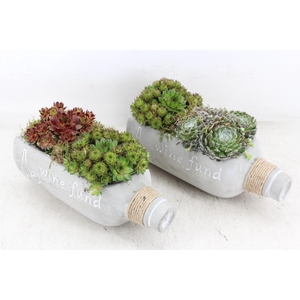 arr4 Semp JS - Cement wijnfles liggend x4