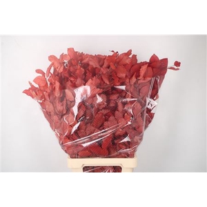 Stabi Beuk Red Per Bunch