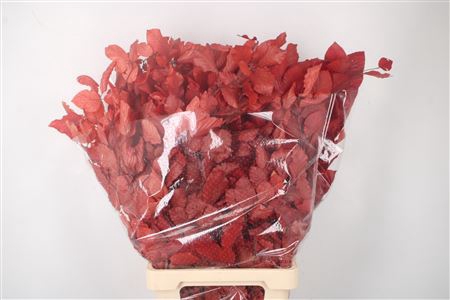 <h4>Stabi Beuk Red Per Bunch</h4>