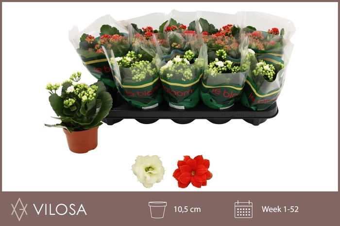 <h4>KAL GE GEM 2 KL</h4>