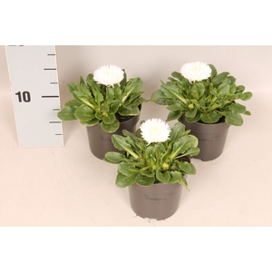 Bellis perennis Bam Bam White