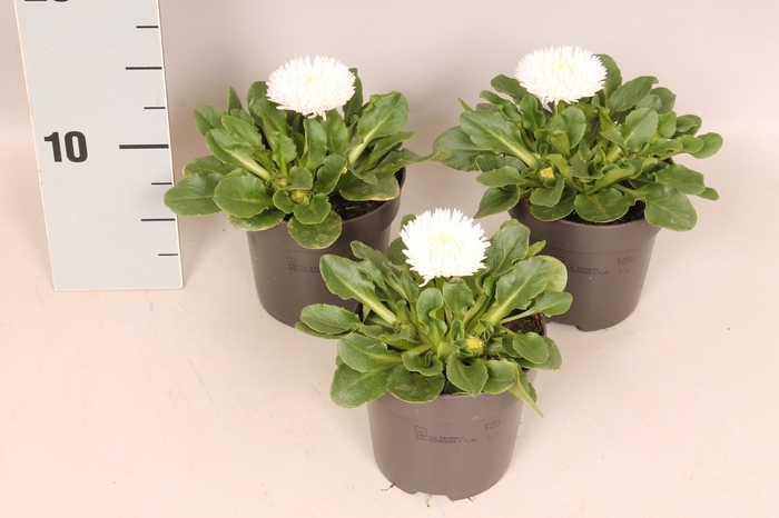 <h4>Bellis perennis Bam Bam White</h4>
