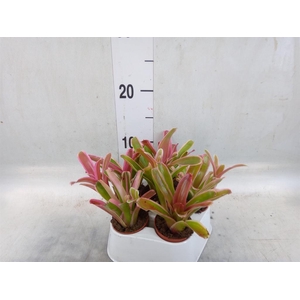 Nidularium  'Fire Ball Striped'