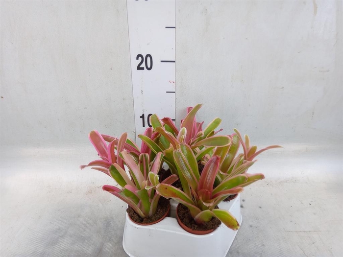 <h4>Nidularium  'Fire Ball Striped'</h4>