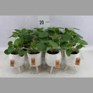 Arr.   Kamerplant Groen L%