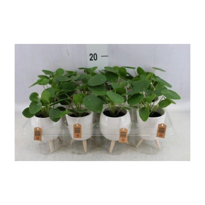 <h4>Arr.   Kamerplant Groen L%</h4>