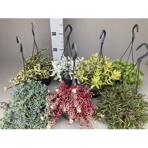 Succulenten 7 hangmix kan variëren